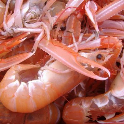 Scampi Langoustine