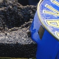 Caviar