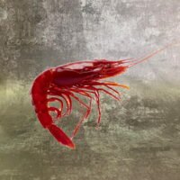 Carabinero Hispamare 2