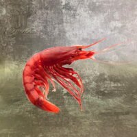 Gambero Rosso Hispamare