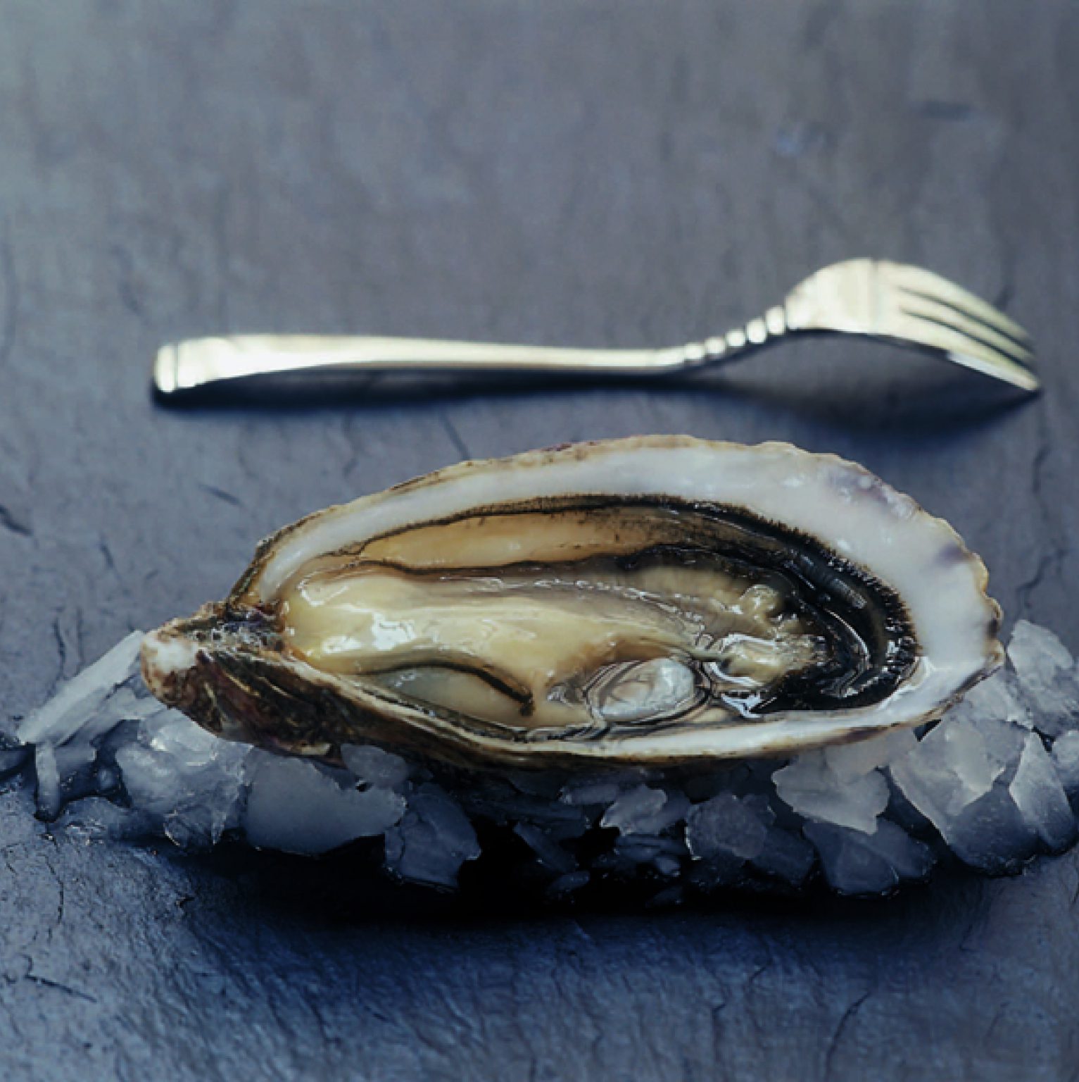 size of oyster spat